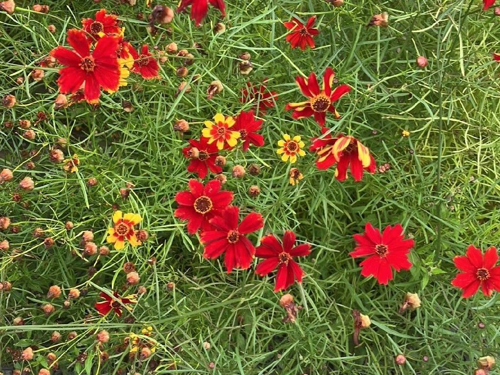 Flower Problem Why Isn't My Pink tickseed Blooming? Common Issues and Solutions