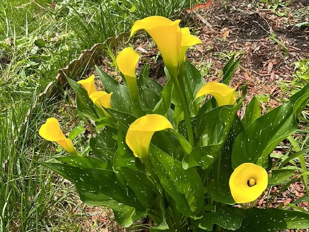 Warum Ihre Gefleckte Calla nicht blht: Tipps und Lsungen