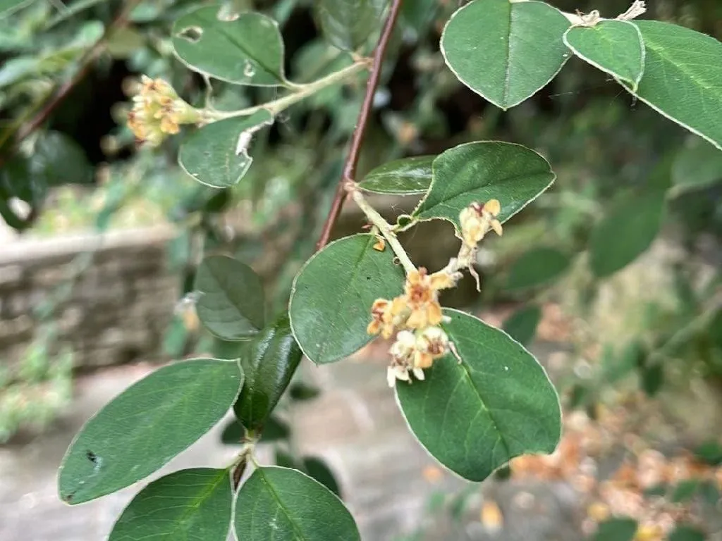 fagus lkw kipper 10.45 Fagus LKW Muldenkipper online kaufen – KOKOMOO