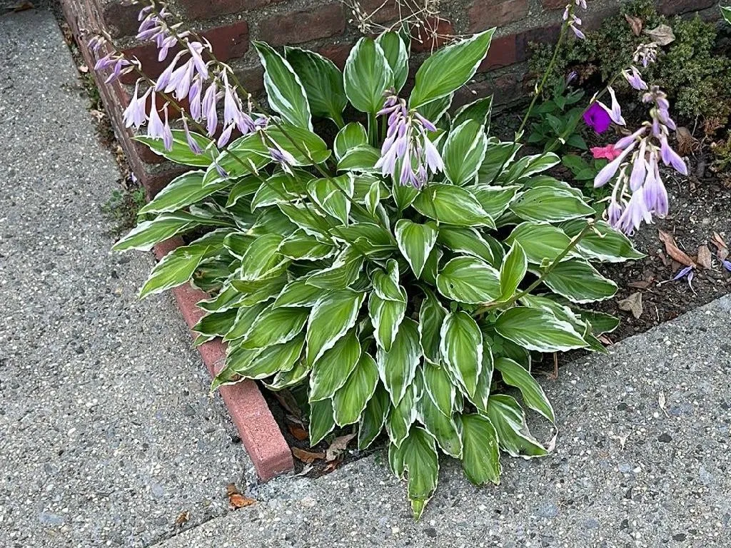 コバギボウシ（小葉擬宝珠）が咲かないのはなぜですか？Hosta