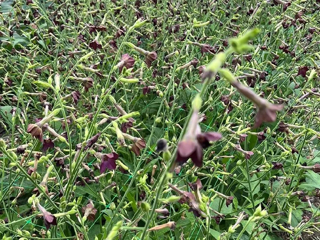 when do you harvest tobacco leaves Women In Ag: Harvesting Tobacco