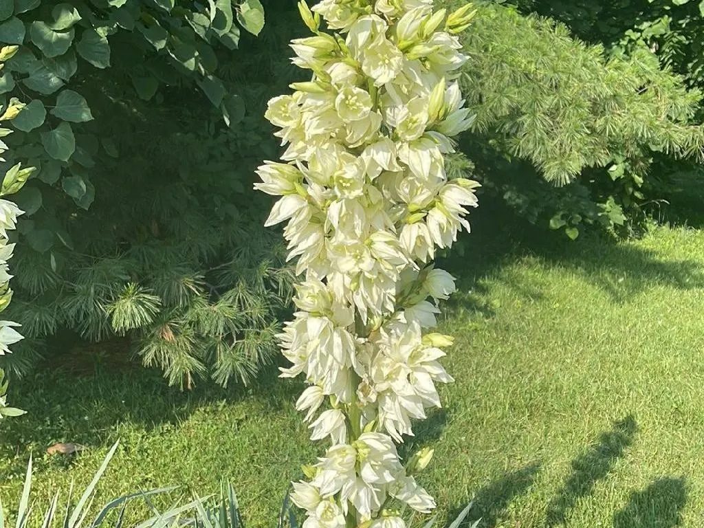 welchen dünger brauchen olivenbäume FARBIO® Oliven Dünger