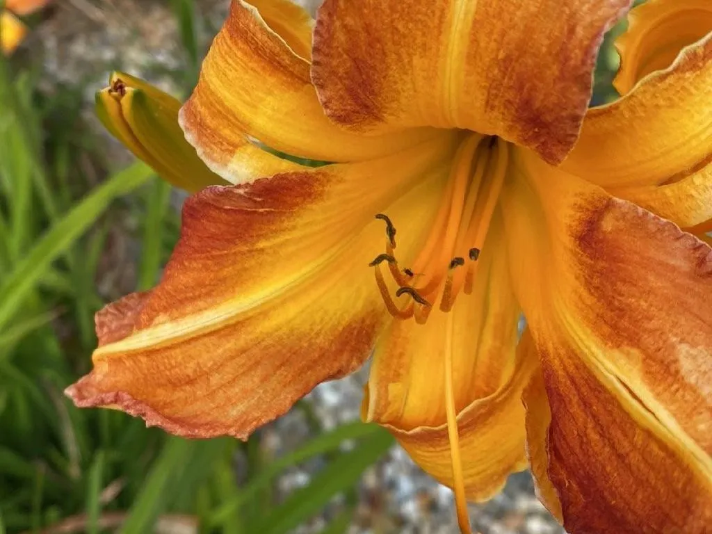 Semillas de Hemerocallis naranja Daylily – Variedad hermosa de flor de  jardín para plantar | organicindiaseeds, image size:1024x768