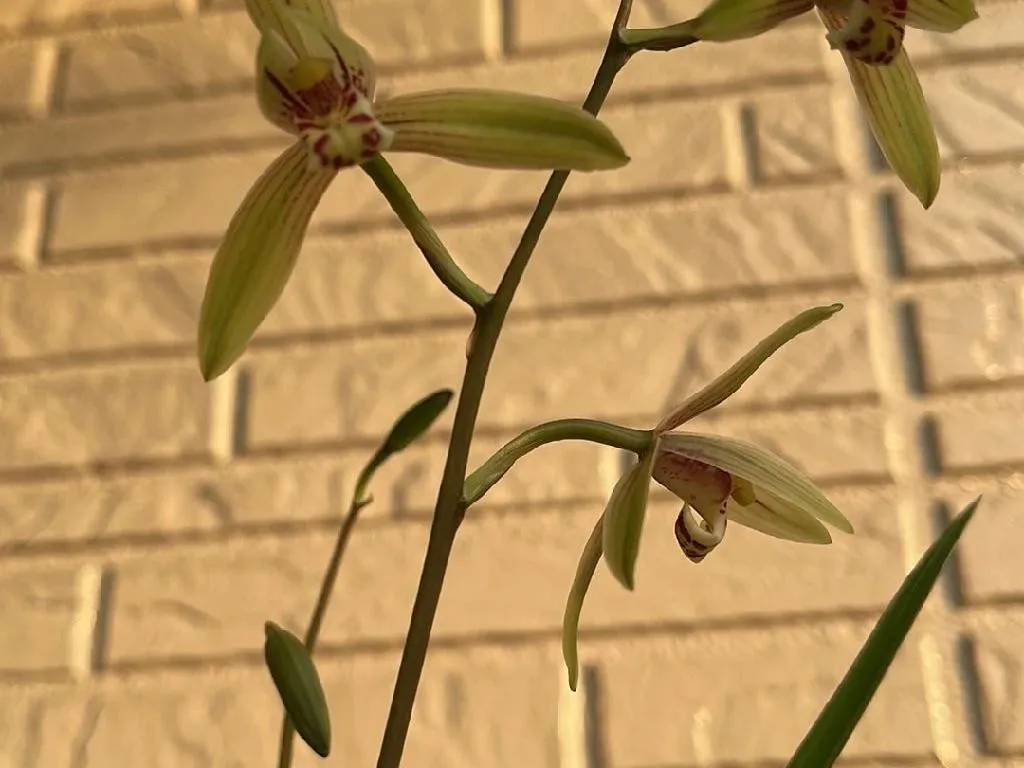 スルガラン(駿河蘭)が開花しない理由:Cymbidium ensifoliumのケア スルガラン(駿河蘭)が開花しない理由:Cymbidium ensifoliumのケア