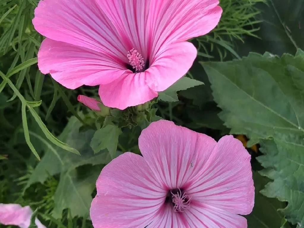 Top【選抜株】多肉植物　8057花葵ハナアオイ　10個　鉢無し/脱土 ハナアオイ（花葵）が咲かない理由：原因と解決策