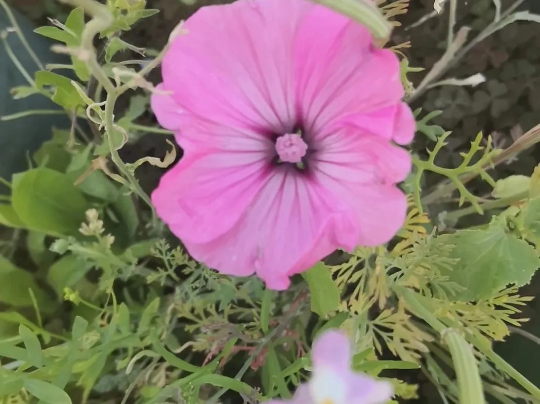 ハナアオイ（花葵）が咲かない理由：原因と解決策