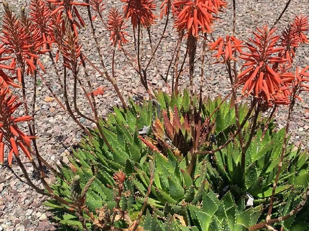 Why Won't My Mitre aloe Bloom? Understanding Aloe perfoliata Flowering  Issues