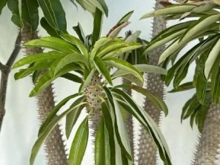 Warum blht mein Madagaskarpalme nicht? Verstehen von Pachypodium lamerei  Blhproblemen