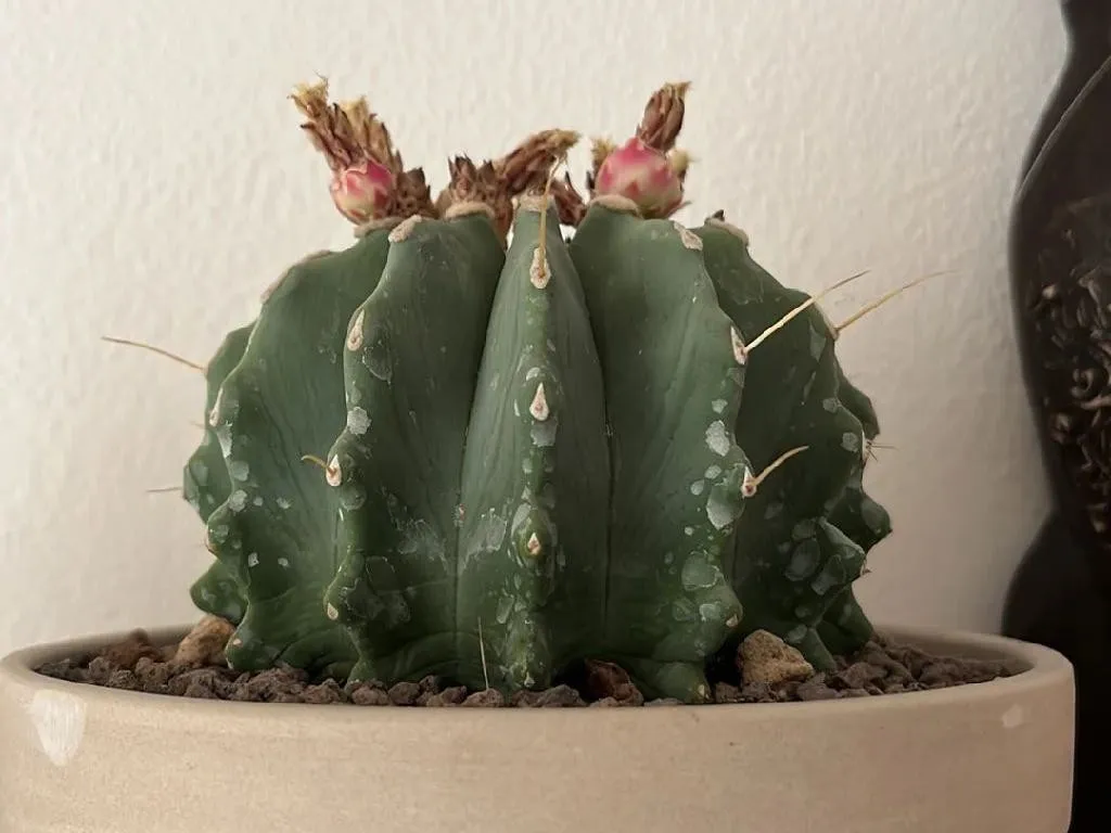ハンニャ（般若）が咲かない理由？Astrophytum ornatumを理解する