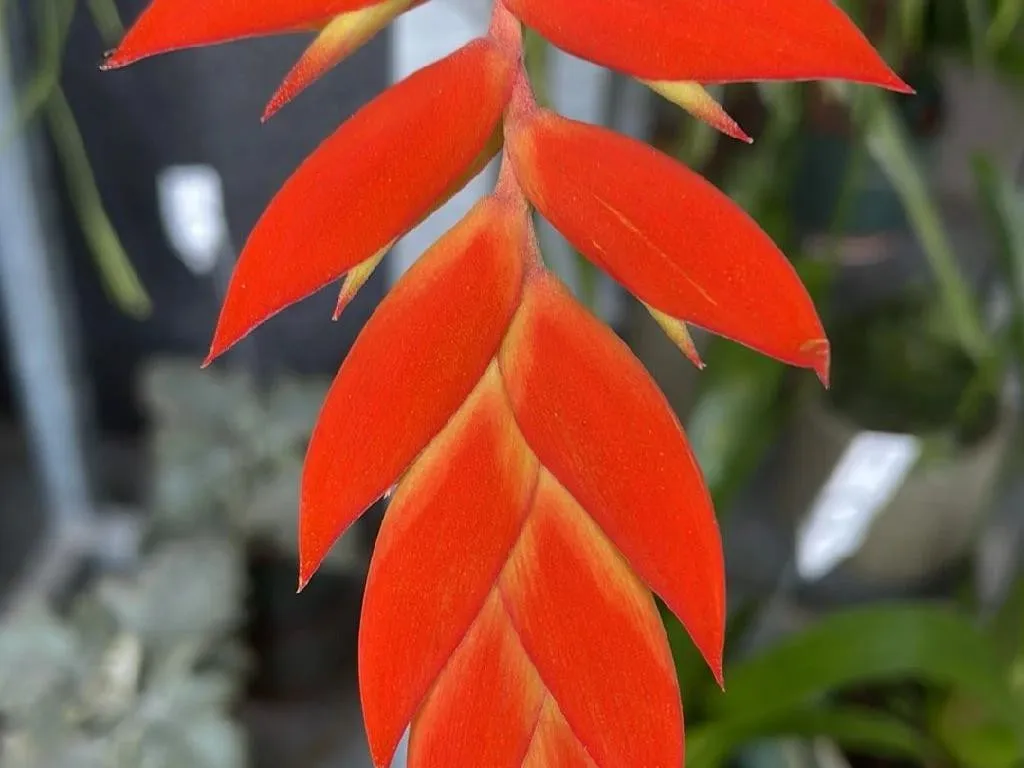 artificial money plant Artificial Money Plant