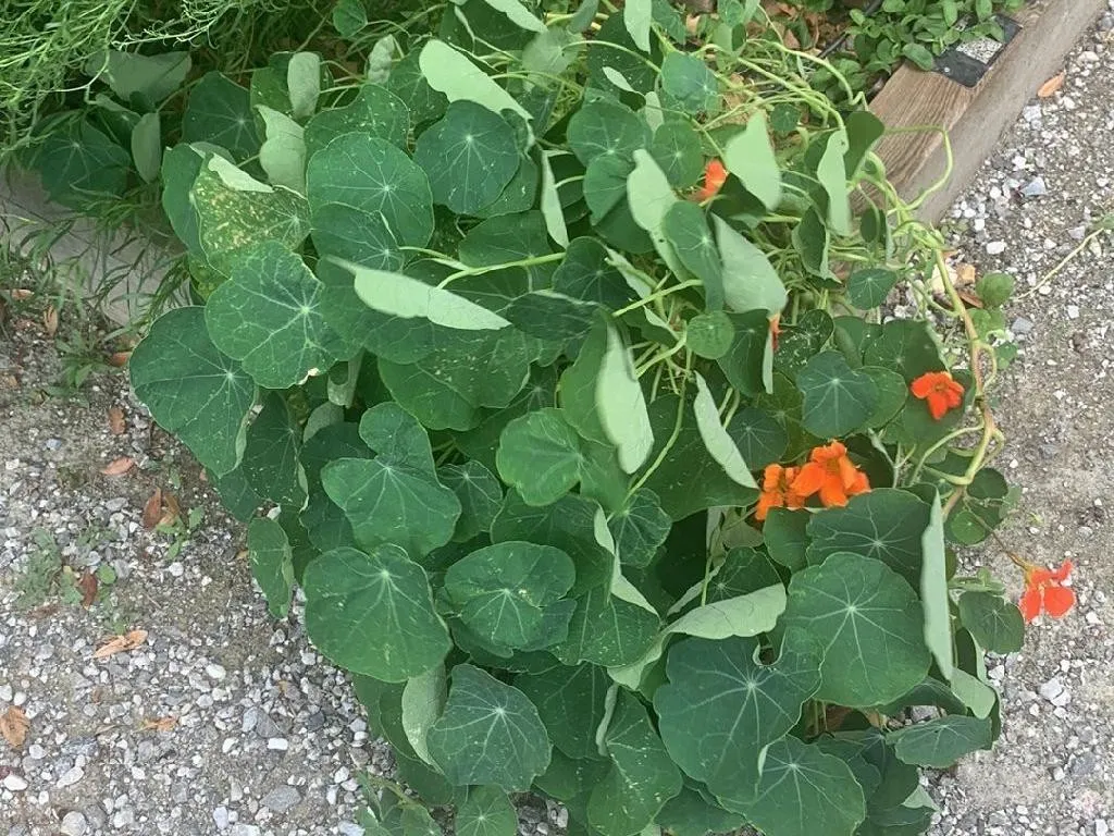 Problemas Con El Cultivo De Capuchinas Tropaeolum Majus (Capuchina,