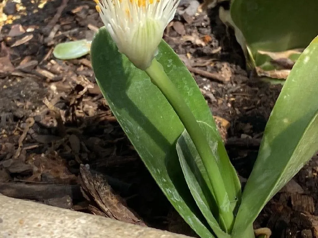 桃花マユハケオモト(小さい増殖芽が出ています) 桃花マユハケオモト(小さい増殖芽が出ています) マユハケオモト