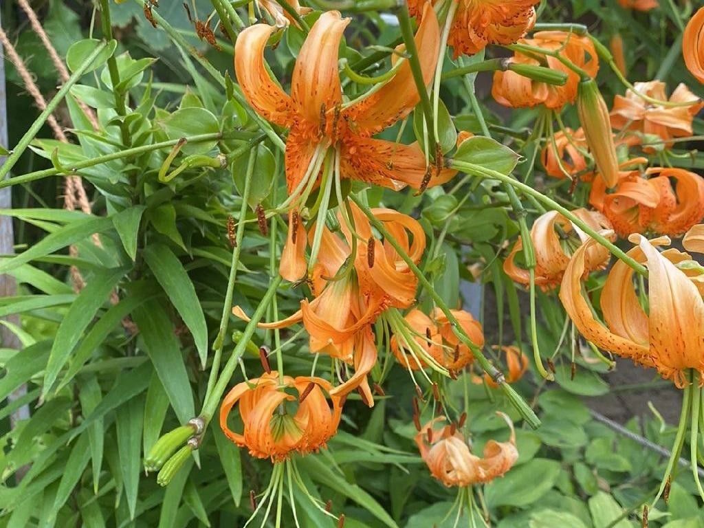 Why Won't My Henry's lily Bloom? Unveiling Reasons Behind Non-Flowering ...