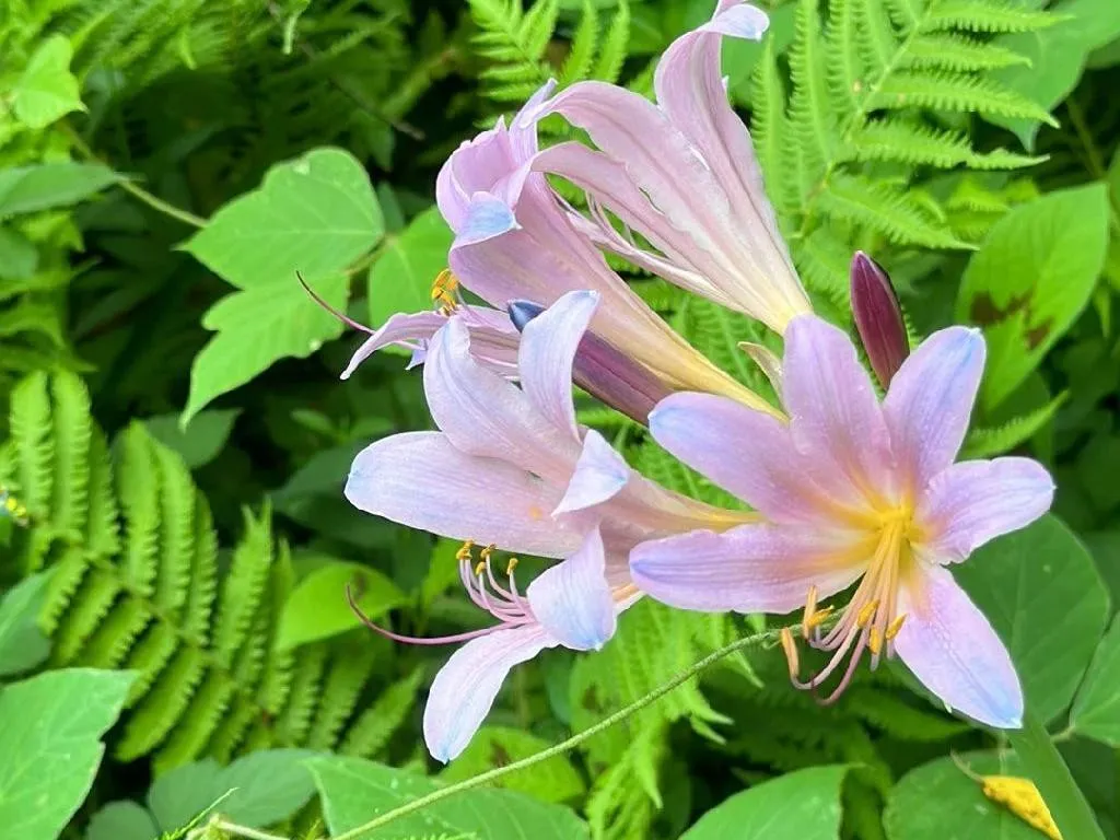 ナツズイセン（夏水仙）が咲かない理由：Lycoris squamigeraの花が咲か