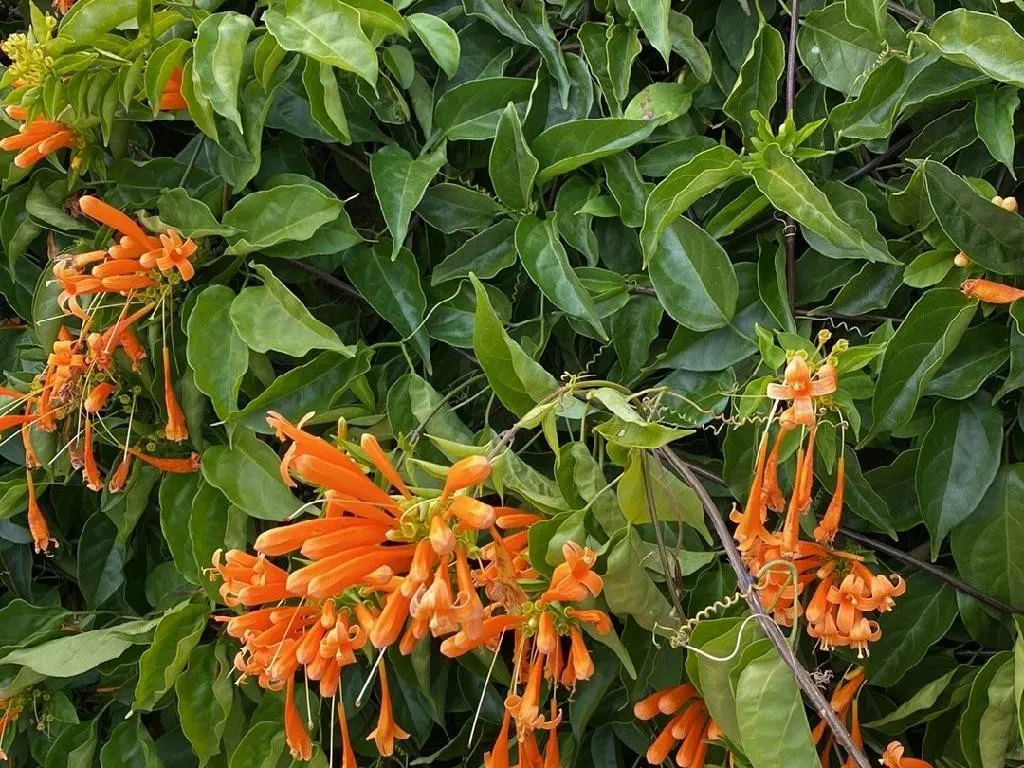 カエンカズラ（火炎葛）が咲かない理由：Pyrostegia venustaの花の問題