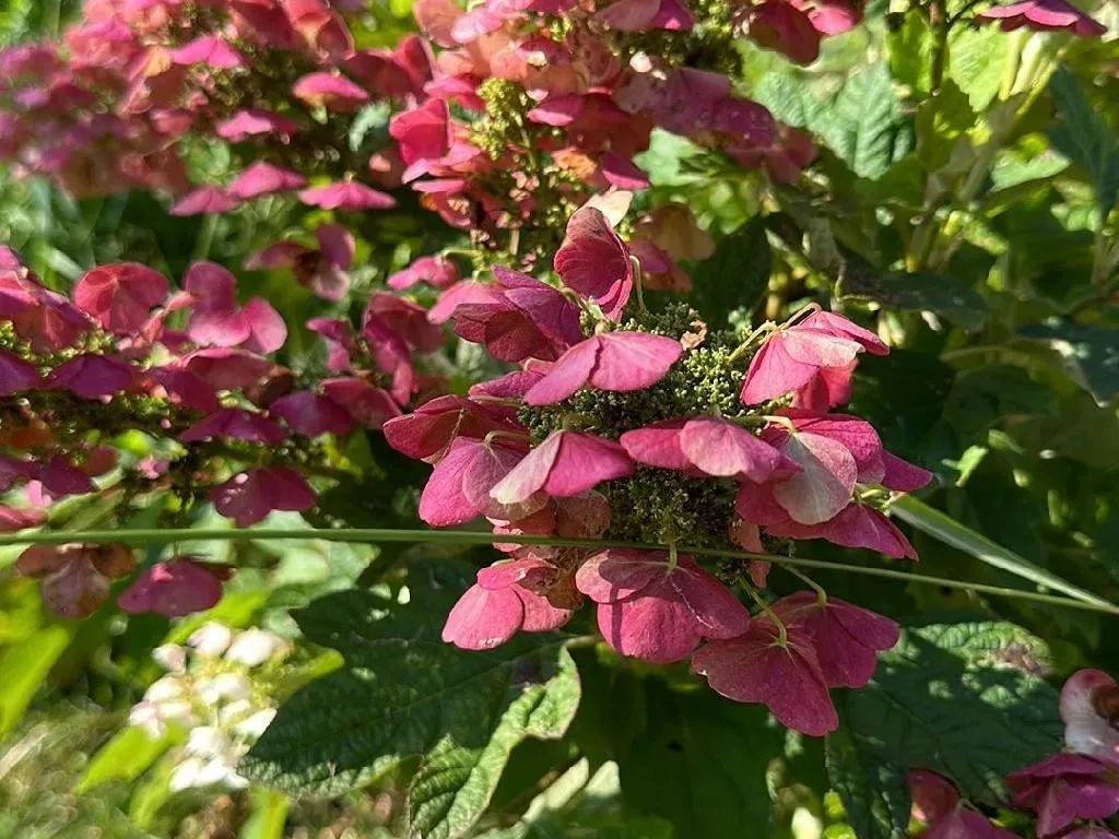 カシワバアジサイ（柏葉紫陽花）が花を咲かせない理由：開花成功