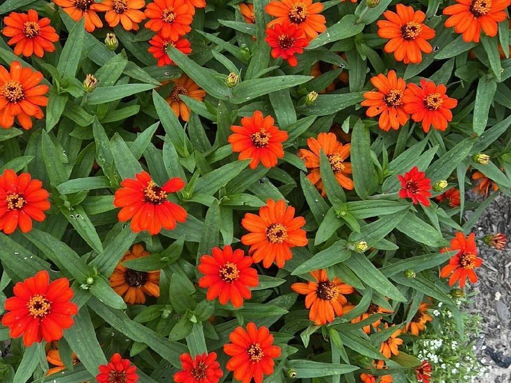 ホソバヒャクニチソウ（細葉百日草）が花を咲かせない理由：原因と解決策