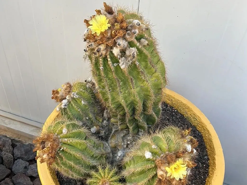 Warum blht mein Parodia magnifica nicht? Verstndnis von Blhproblemen bei  Parodia magnifica