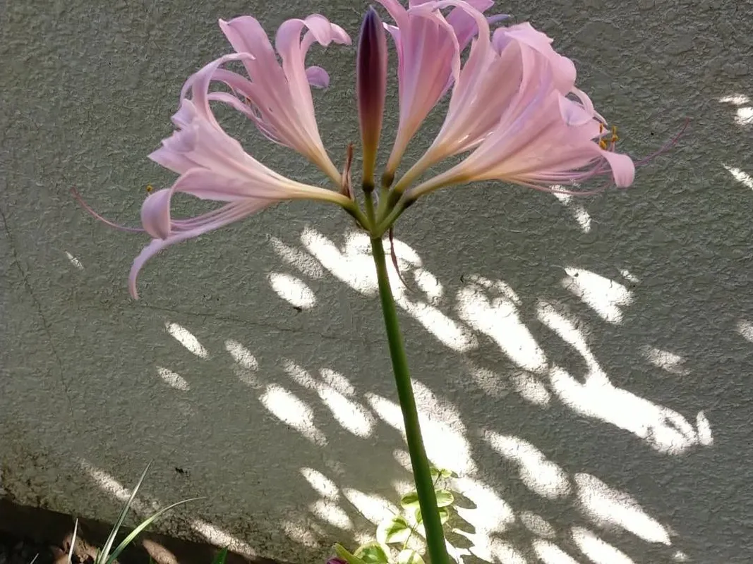 ナツズイセン（夏水仙）が咲かない理由：Lycoris squamigeraの花が咲か