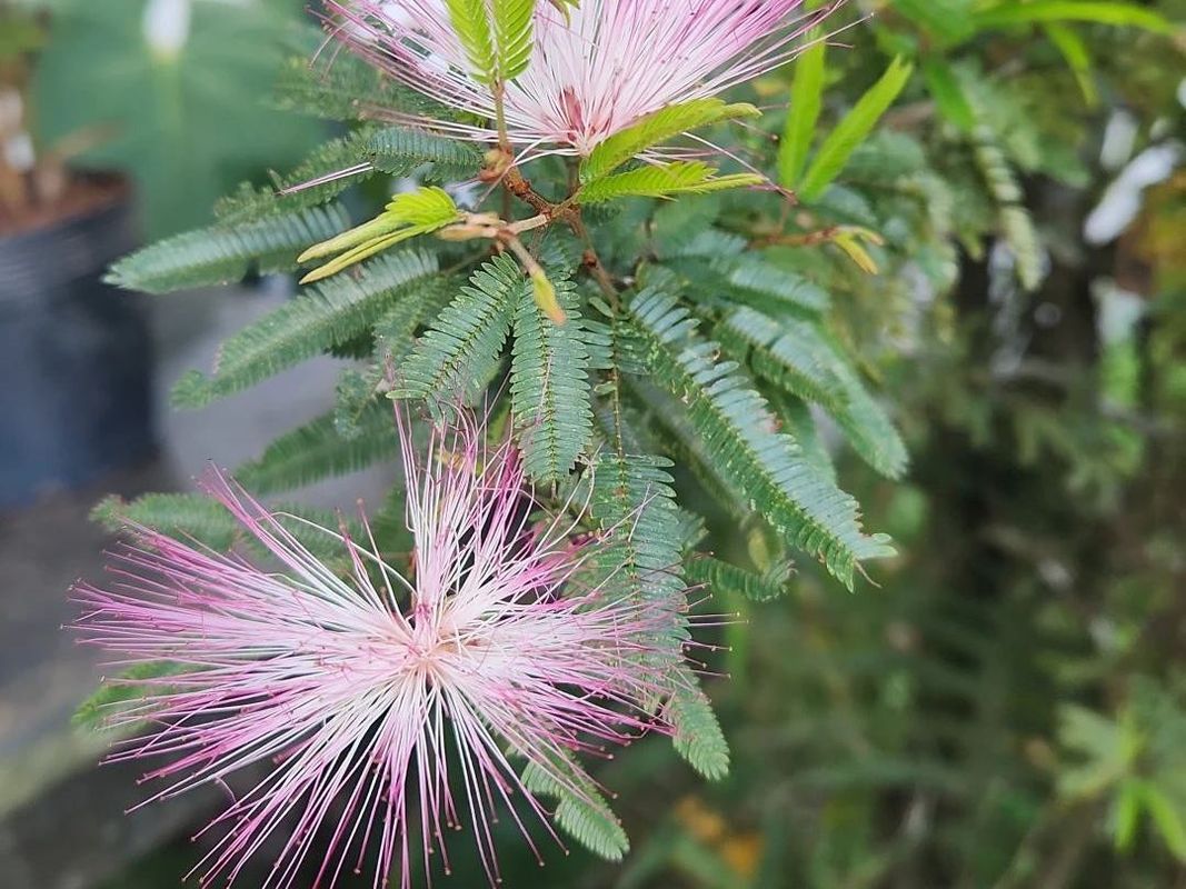 Why Won't My Pink powderpuff Bloom? Causes and Solutions