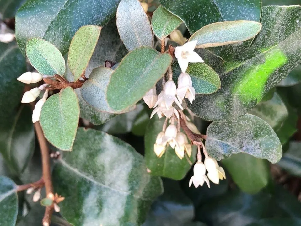 ナワシログミ（苗代茱萸）が咲かない理由:Elaeagnus pungensのトラブル