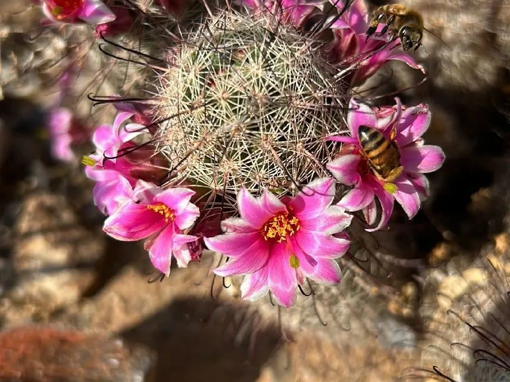 Why Won't My Graham's nipple cactus Bloom? Understanding Mammillaria  grahamii Flowering Issues