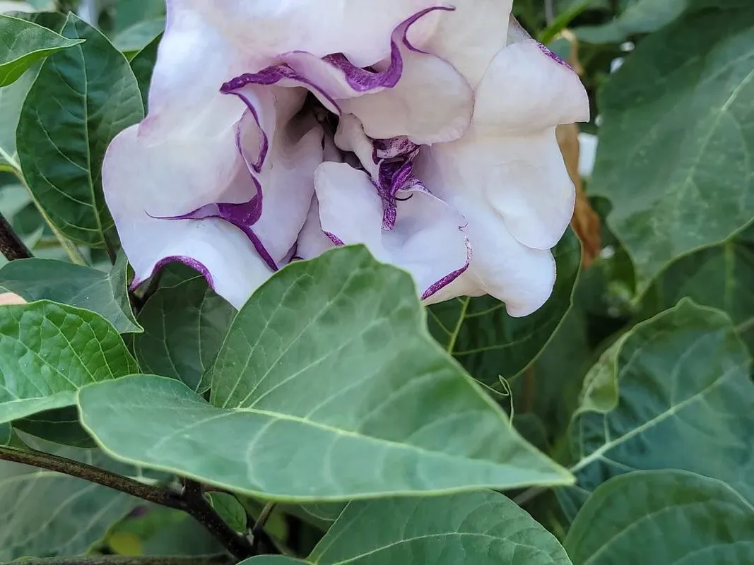 ダチュラが咲かないのはなぜ？Datura metelのためのトラブル
