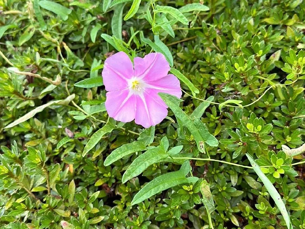 ヒルガオ（昼顔）（Calystegia pubescens）が開花しない理由：原因と解決策