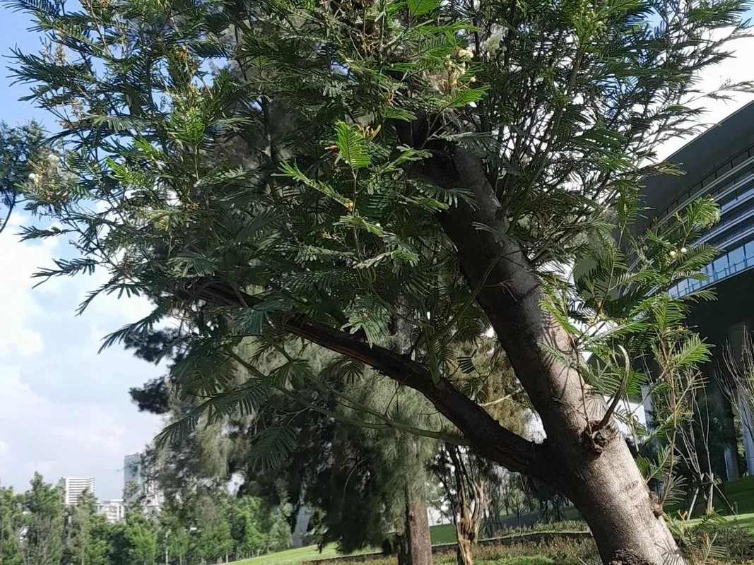モリシマアカシアが咲かない理由？Acacia mearnsiiの花を理解する