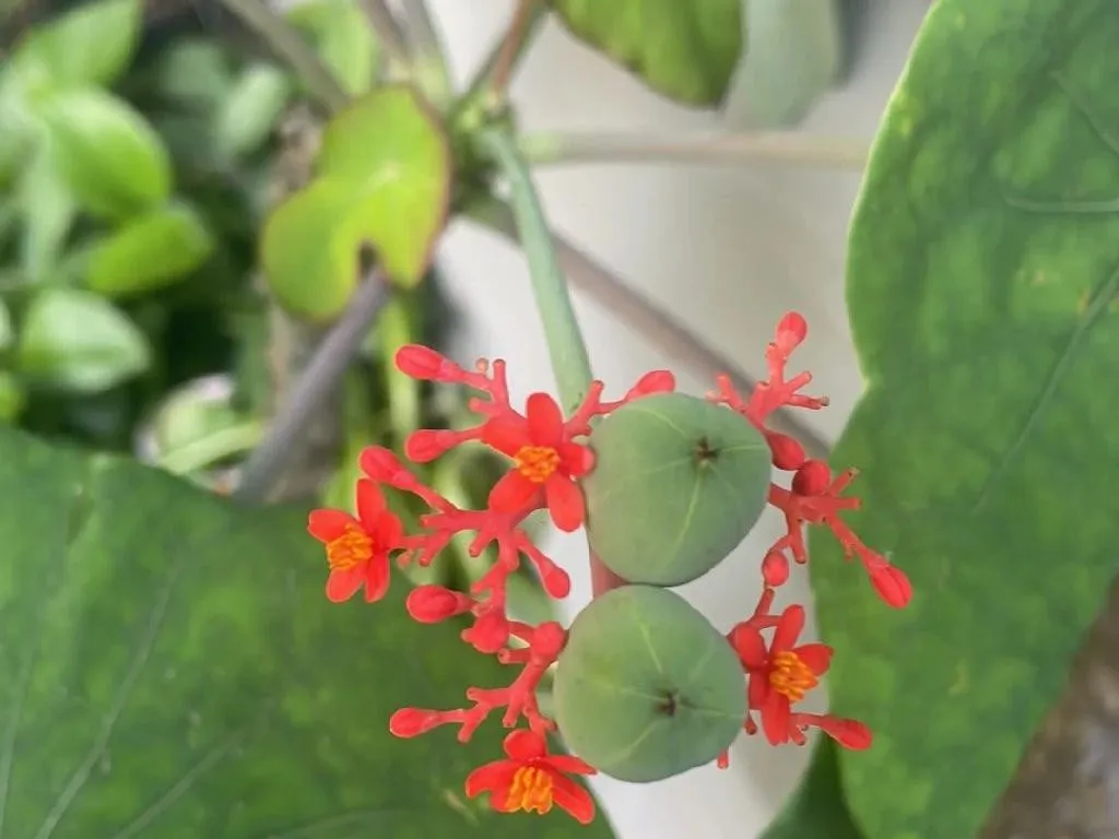 サンゴアブラギリ（珊瑚油桐）が咲かない理由：Jatropha podagricaの