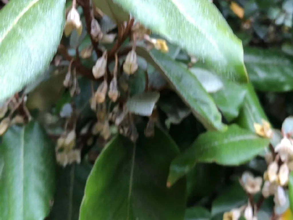 ナワシログミ（苗代茱萸）が咲かない理由:Elaeagnus pungensのトラブル