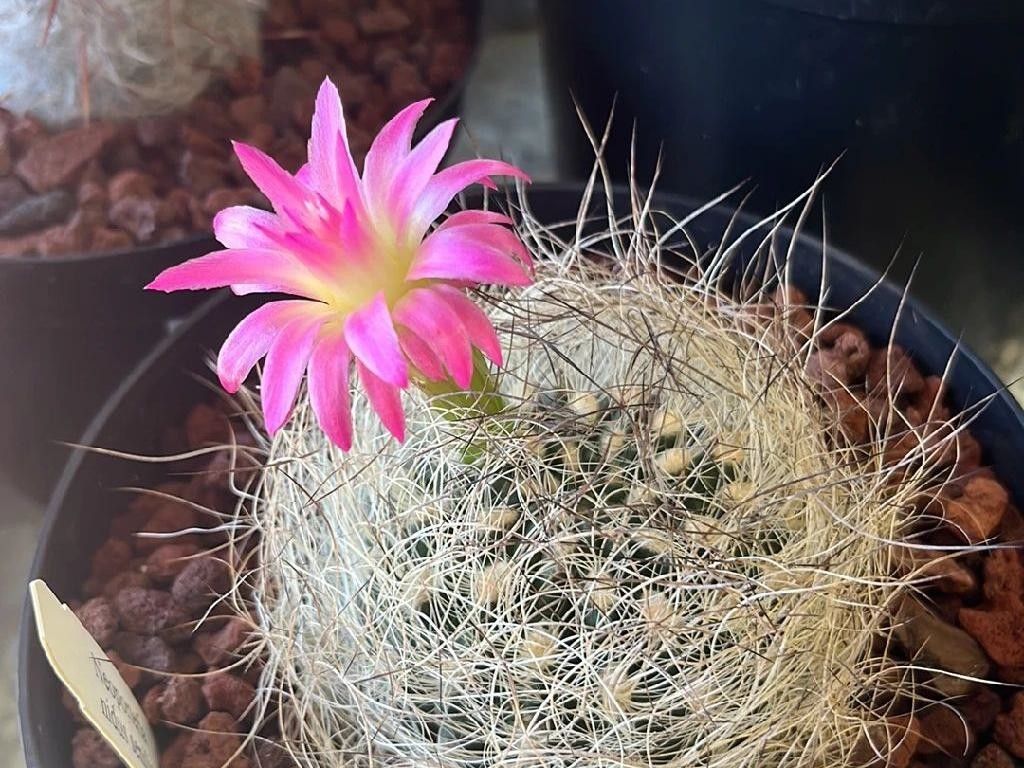 タマオキナ（玉翁）が咲かない理由は？Mammillaria hahnianaの開花問題