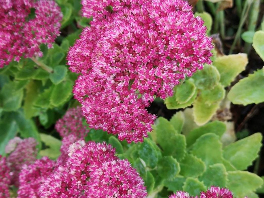 オオベンケイソウ（大弁慶草） 2鉢 もうすぐ開花 沢山の蕾付き 宅急便