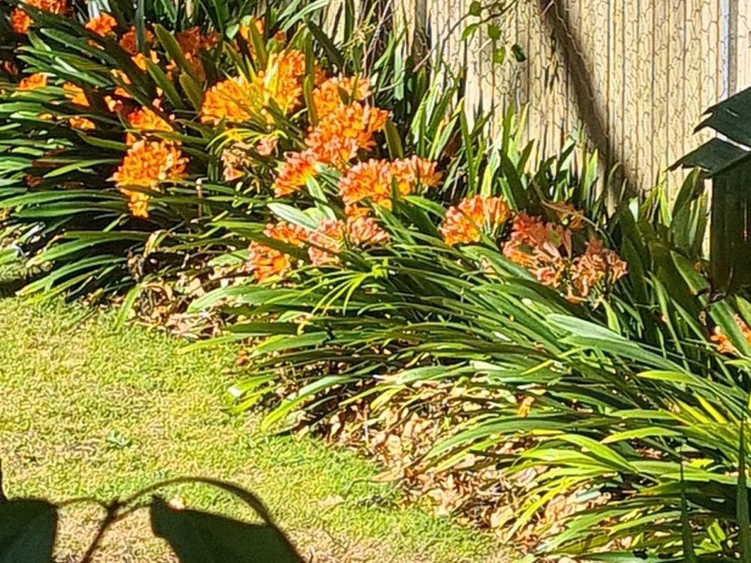 Why Won't My Bush lily (Clivia miniata) Bloom? Understanding Flowering