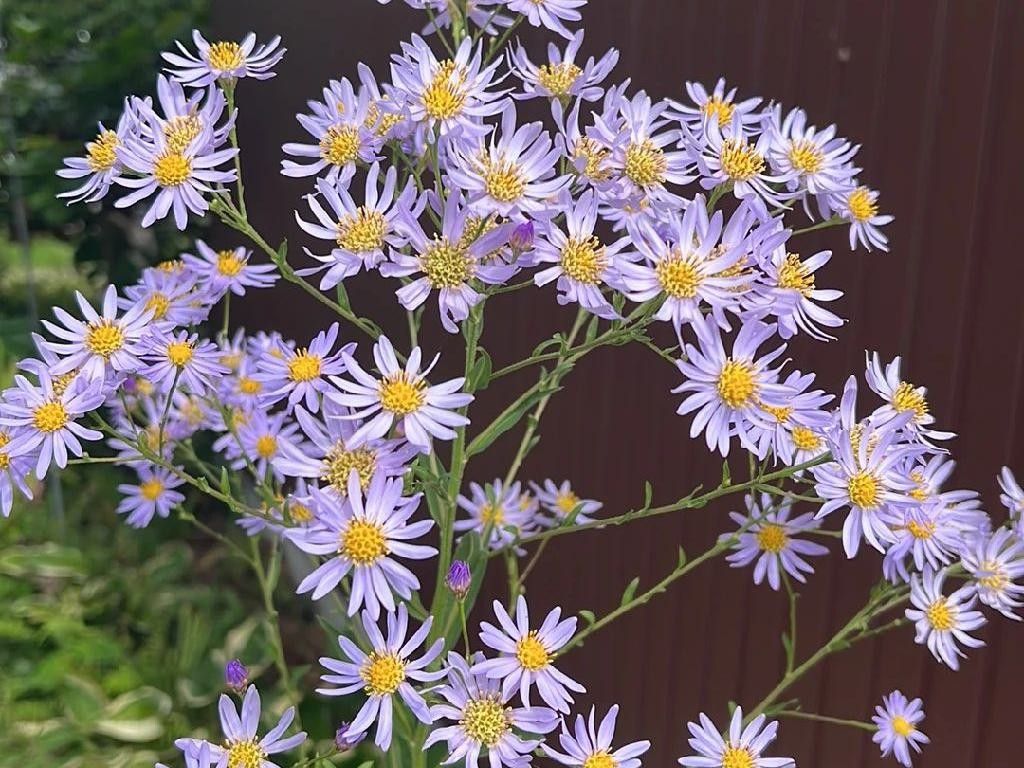 シオン（紫苑）が咲かない理由:トラブルシューティングのヒントと解決法