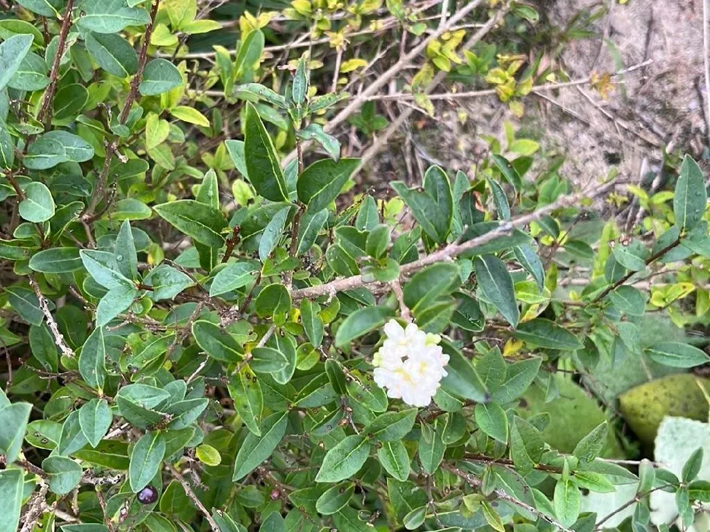 Waarom Bloeit Liguster (Ligustrum vulgare) Niet? Begrijpen van Bloei-issues