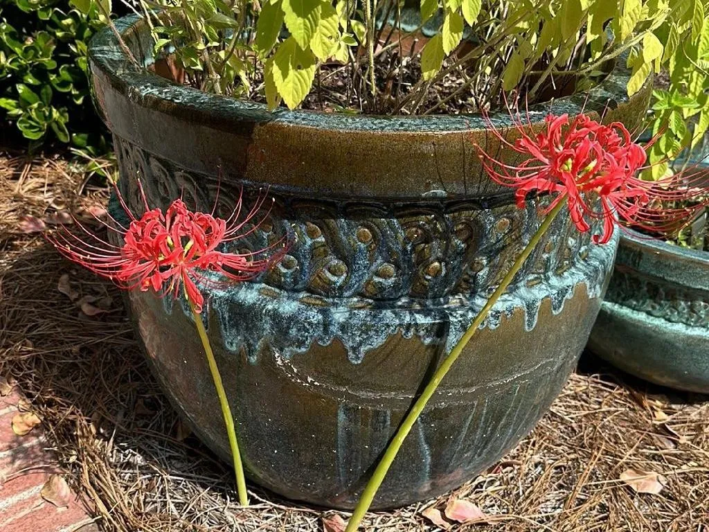 ヒガンバナ（彼岸花）（Lycoris radiata）が花を咲かせない理由：専門