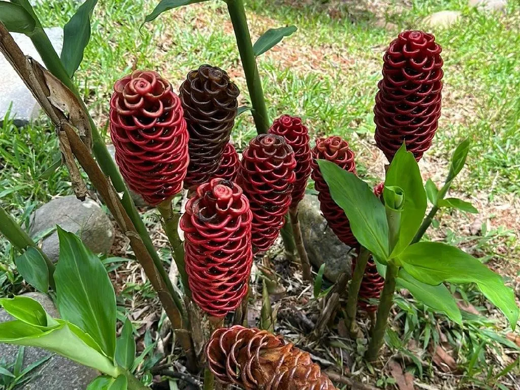 Why Won't My Bitter ginger Bloom? Understanding the Challenges with  Zingiber zerumbet Flowering