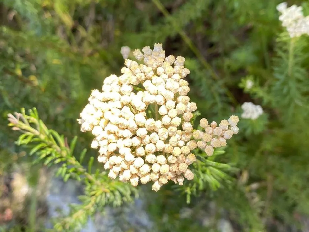 ライスフラワーが咲かない理由は？Ozothamnus diosmifoliusの一般的な