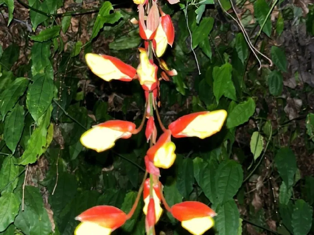 ツンベルギア・マイソレンシスが咲かない理由：Thunbergia mysorensis