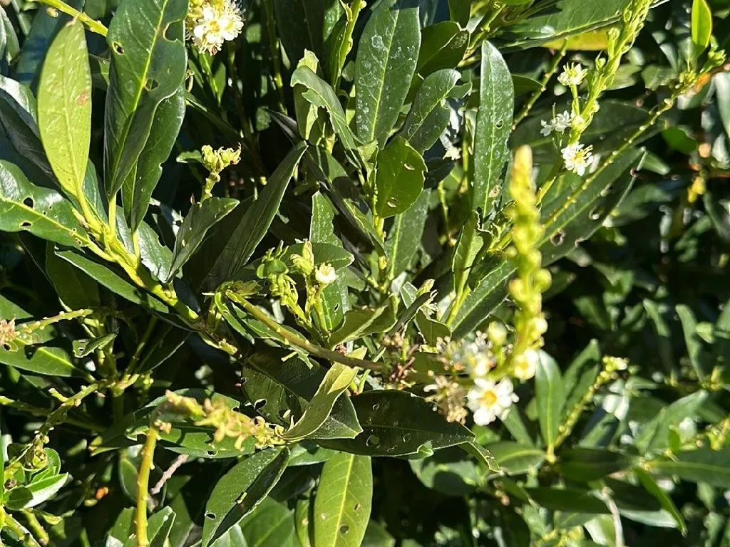 Warum blht mein Kirschlorbeer nicht? Fehlersuche fr Prunus laurocerasus