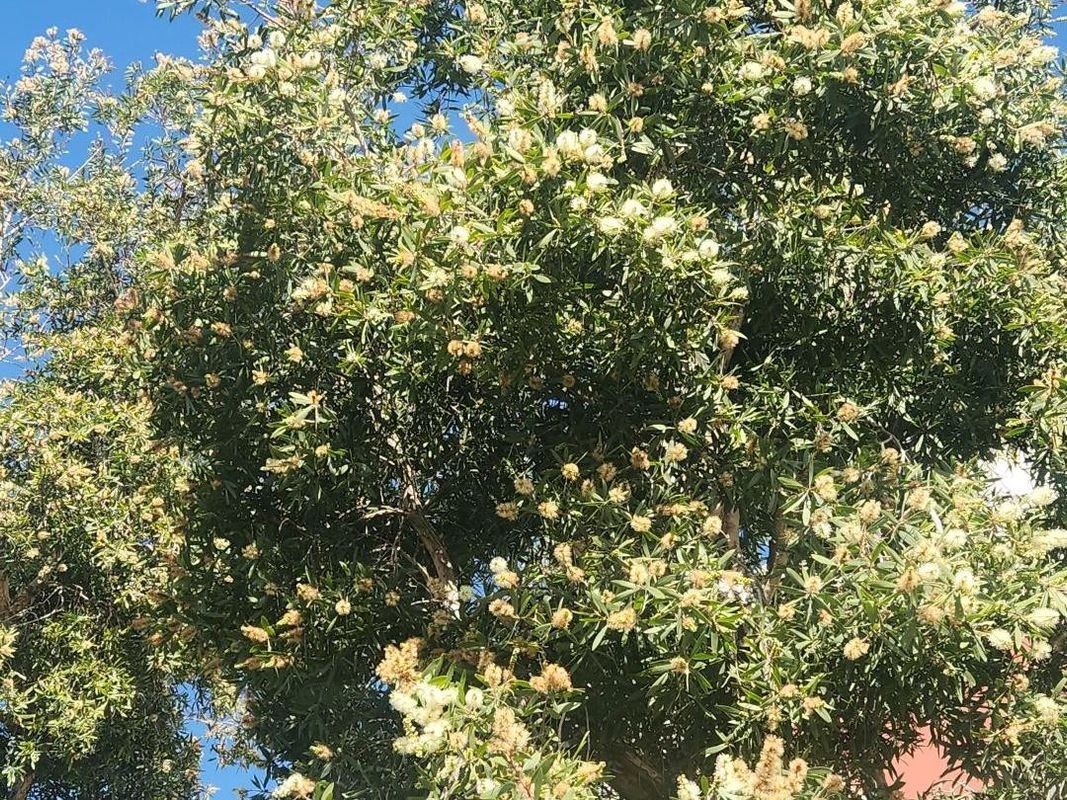 Why Won't My Punk tree (Melaleuca quinquenervia) Bloom? Troubleshooting