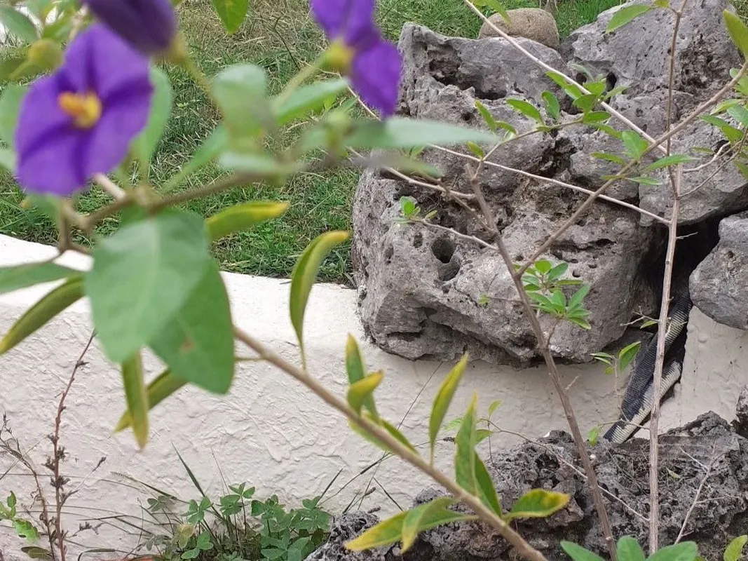 Por Qué Tu Solano de flor azul No Florece: Consejos y Soluciones de Expertos