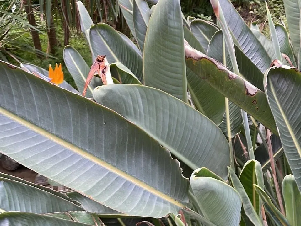 Warum Ihre Paradiesvogelblume nicht blht: Diagnose-Tipps fr Strelitzia  reginae