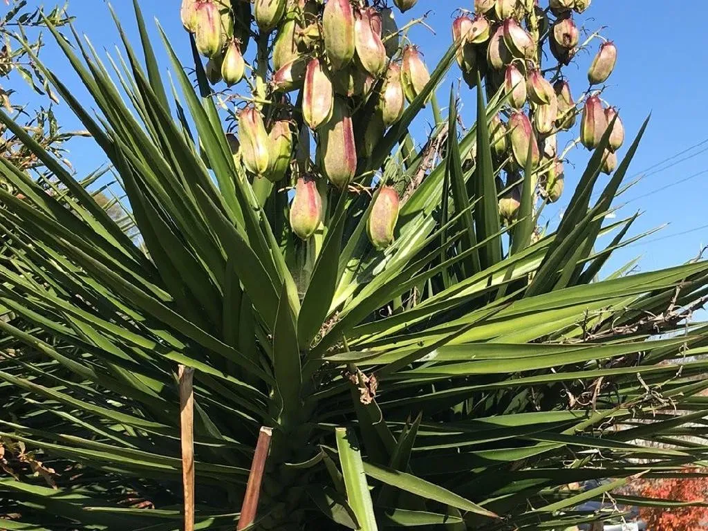 センジュラン（千寿蘭）が咲かない理由:原因と解決策