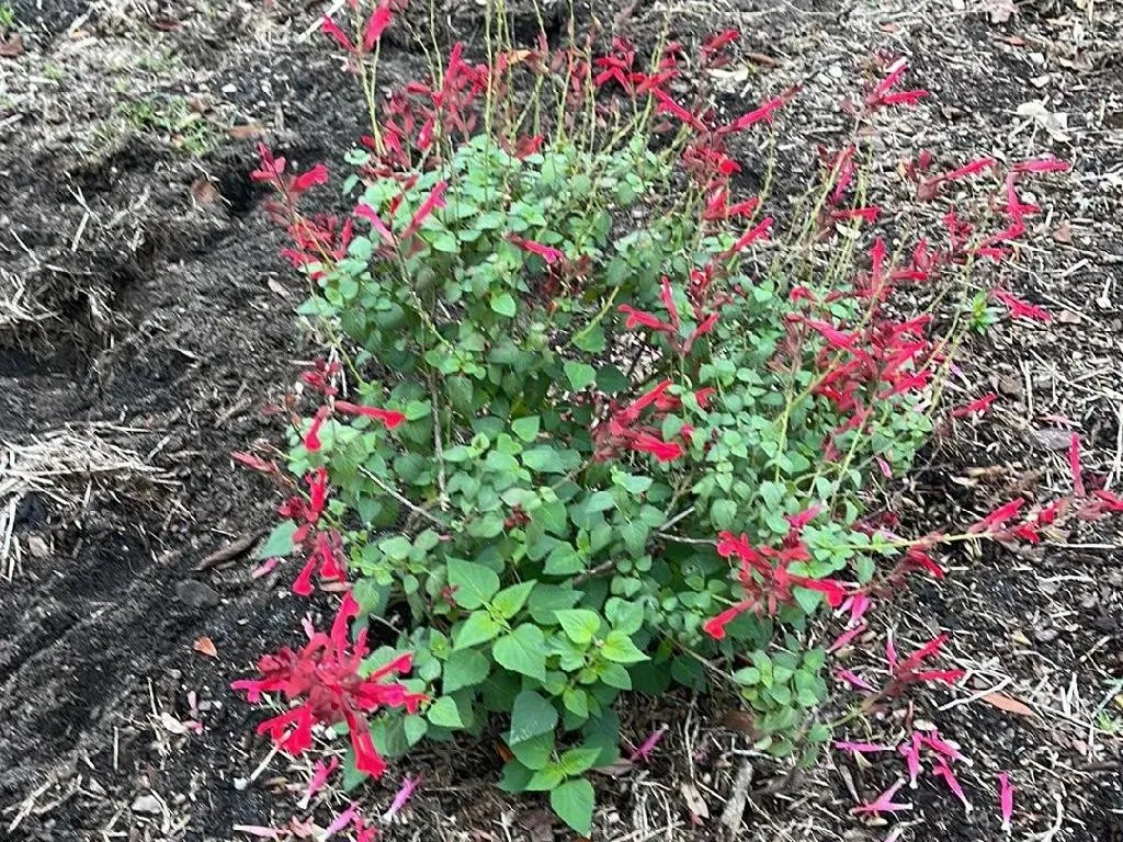 Why Your Cedar sage Won't Bloom: Effective Solutions and Care Tips