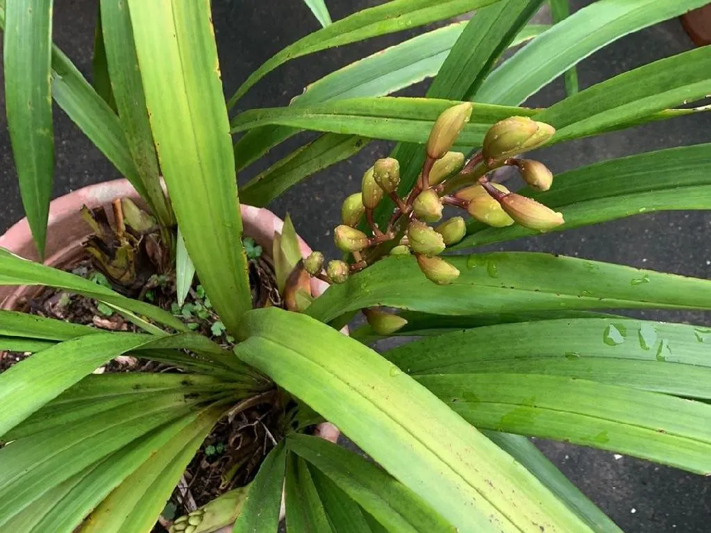 ホウサイラン（報歳蘭）が開花しない理由？Cymbidium sinenseの開花