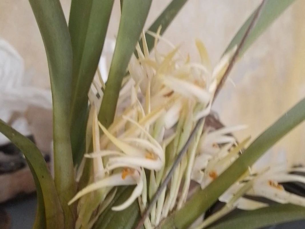 タイミンセッコク（大明石斛）（Dendrobium speciosum）が咲かない理由 
