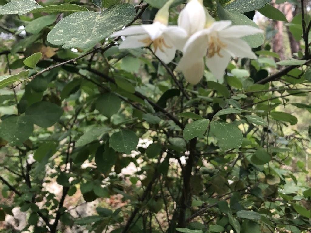 How Does the Storax tree Enhance Your Moon Garden?