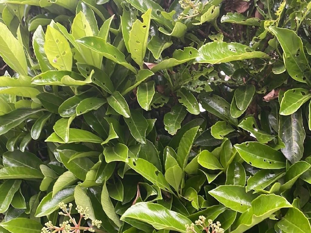 Wie verbessert Viburnum odoratissimum var. awabuki Ihren Mondgarten?